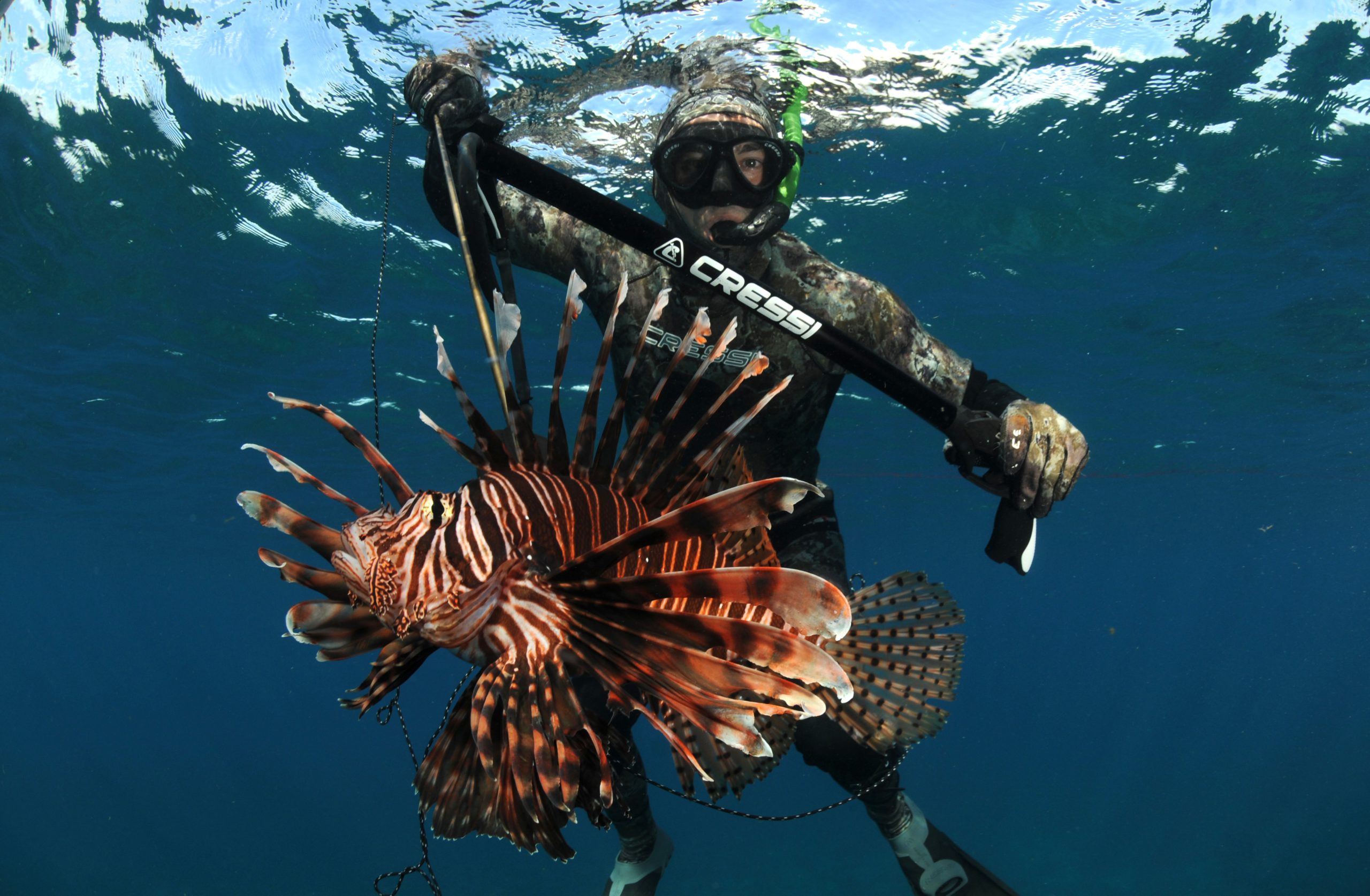 A diver spears an invasive lionfish