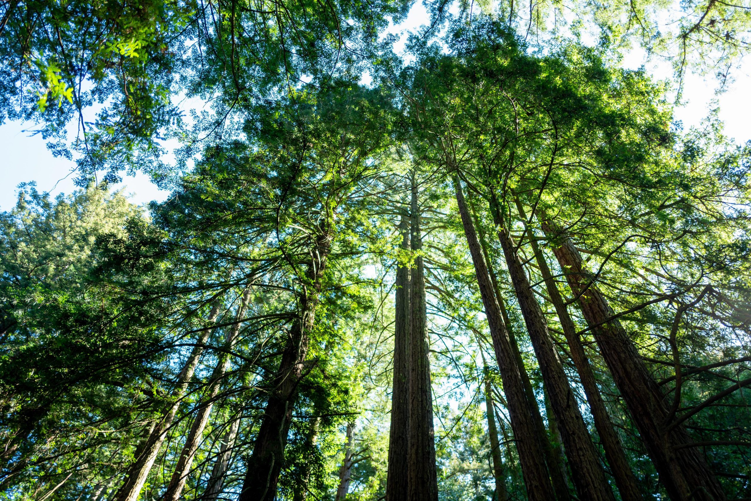 A redwood grove in sunlight is seen from below. Many of the trees are tall, with bare trunks that burst into branches filled with vibrant green leaves at their top.