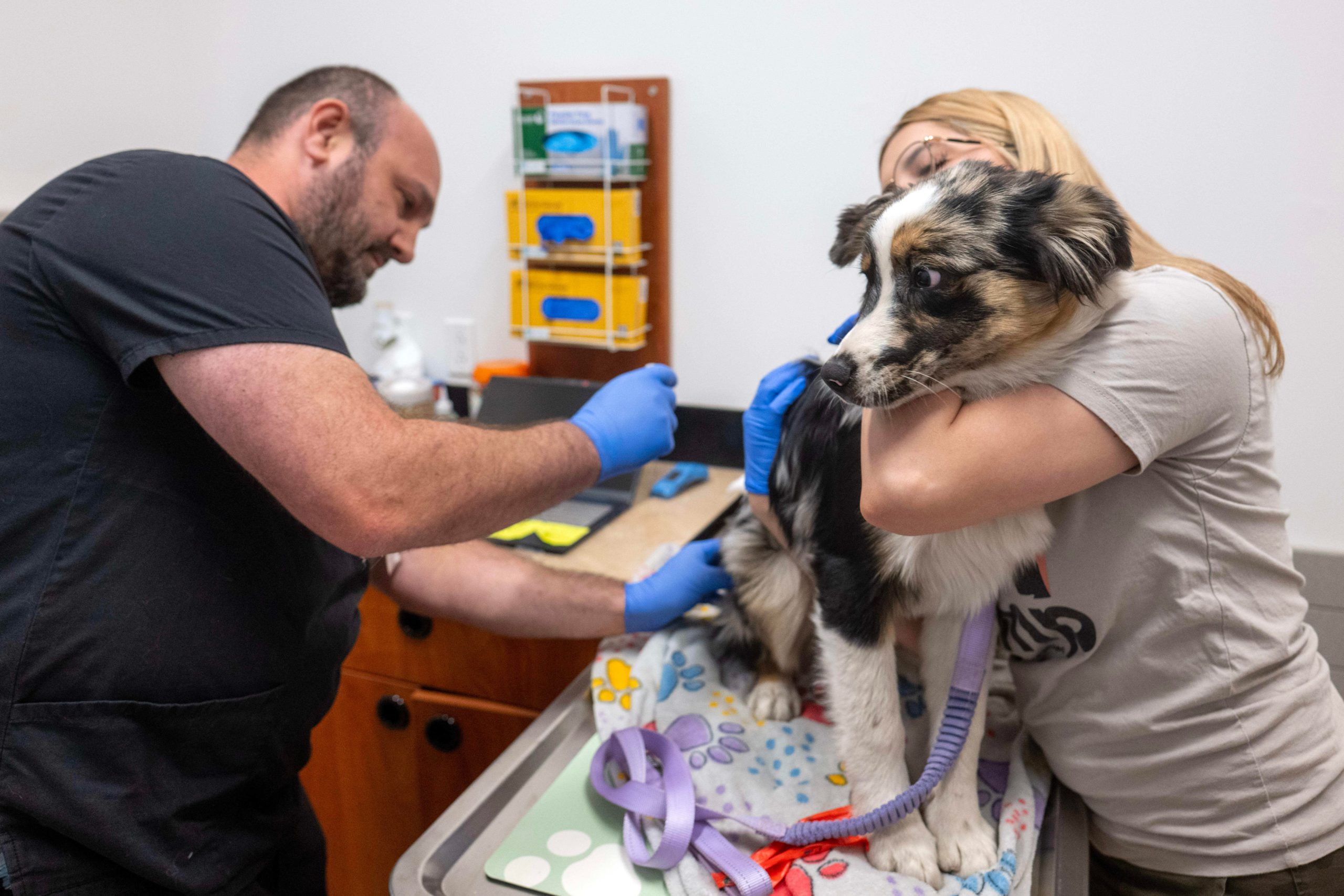 A woman holds an Australian shepherd puppy with a purple leash on a steel table at a vet clinic while a man in scrubs and latex gloves prepares to administer a vaccine.