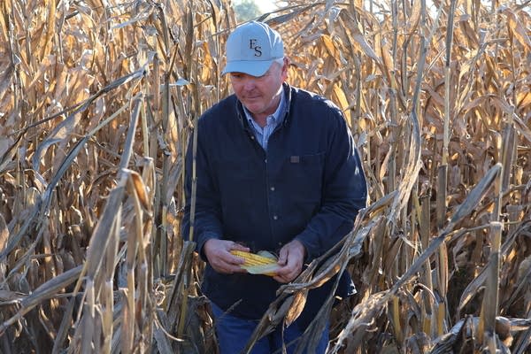 A man walks through a corn field, holding an ear of corn.